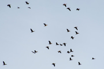 Dendrocygne veuf,.Dendrocygna viduata, White faced Whistling Duck, Parc national des oiseaux du Djoudj, Sénégal