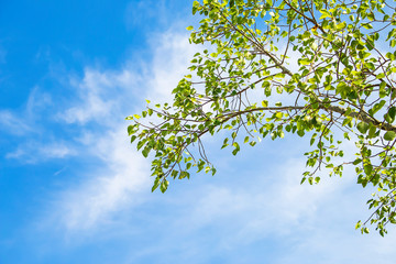 Tree branch on sky background.