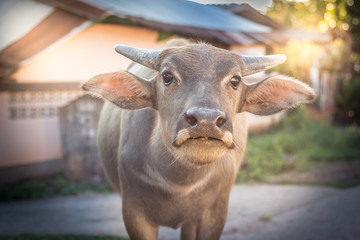 Buffalo walking on the street.