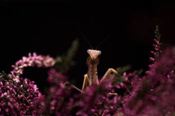 Praying mantis Gastrica in purple flowers