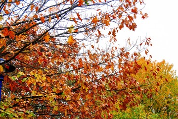 trees with dry leaves in autumn, autumnal background