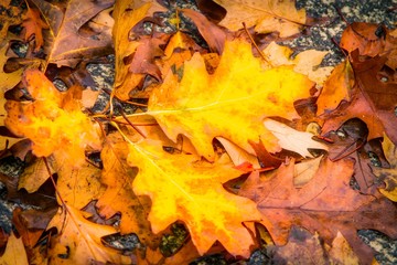 dry yellow and orange leaves on green ground, autumn background