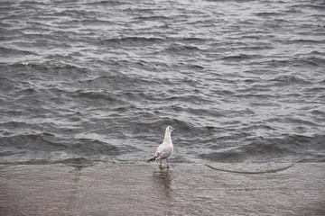 Seagull on the Neva