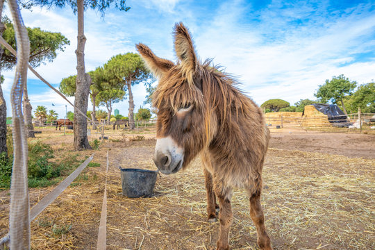 domestic donkey, of a breed known as Zamorano Leones from Spain, with great shaggy wool or hair, on a plot of a farm
