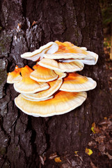 Laetiporus sulphureus (crab of the woods, sulphur polypore, sulphur shelf, chicken of the woods) growing on old cracked oak trunk, gray bark, close up detail