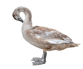 Big grey swan isolated on white background. Swan full-length. Swan close up. River bird.