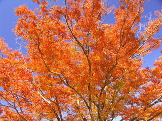 欅の紅葉と青空