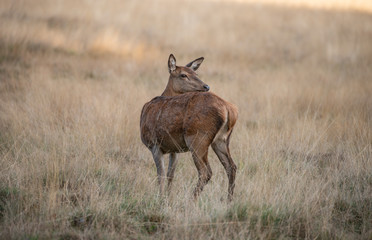 Stunning portrait of red deer hind in colorful Autumn forest landscape