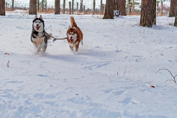 Two dogs Siberian husky with crazy funny faces run forward. Dogs run through the white snow to you.