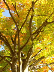 黄葉の欅
