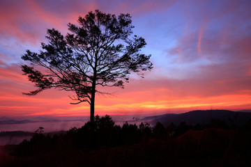 Fototapeta premium Alone tree in grass hill 