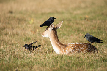 Lovely image of Fallow Deer Dama Dama in Autumn field and woodland landscape setting