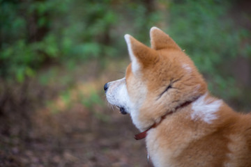 Akita-Inu looking