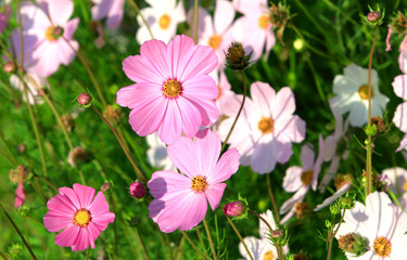 Cosmos flower blossoming by stone wall 
