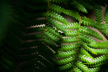 fern leaves in dappled moody ight