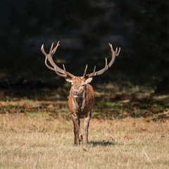 Beautiful portrait of red deer stag Cervus Elaphus in colorful Autumn Fall woodland landscape