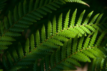 Fototapeta na wymiar fern leaves in dappled moody ight