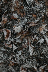 Winter background beautiful nature with frozen leaves