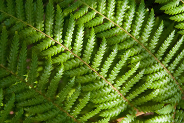 Fototapeta na wymiar fern leaves ion moody light
