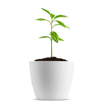 Young Plant In Pot Isolated On The White Background, Clipping Path, Full Depth Of Field