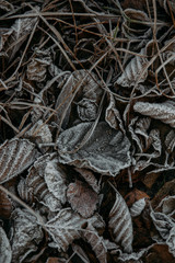 Winter background beautiful nature with frozen leaves