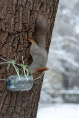 Squirrel Eats from a Homemade Food Feeder on a Tree, in the Background of the Winter Blurred Landscape of City Park.