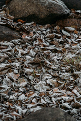 Winter background beautiful nature with frozen leaves