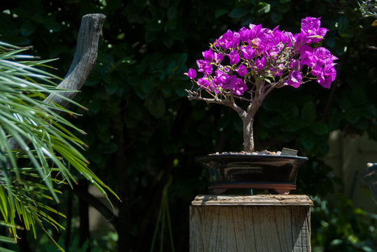 Bougainvillea Bonsai Tree