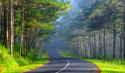 Beautiful road through pine forest