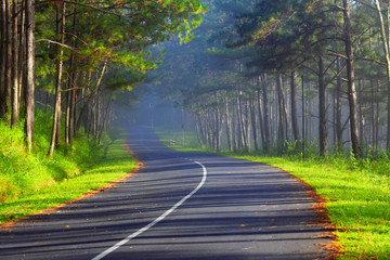Beautiful road through pine forest