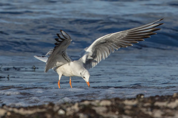 möwe