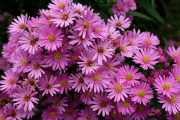 Aster amellus blossoming 