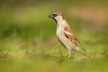 House Sparrow - Passer domesticus  bird of the sparrow family Passeridae, found in most parts of the world. Introduced to all continents