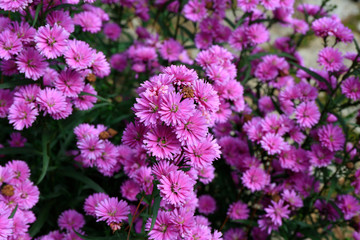 Aster amellus blossoming 