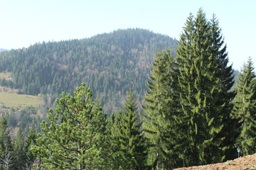 pine tree in the mountains