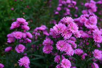 Obraz premium Aster amellus blossoming 