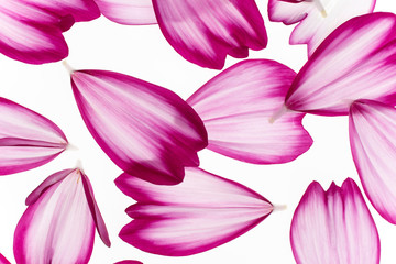 cosmos flower petals