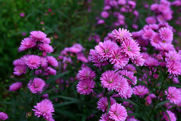Aster amellus blossoming 