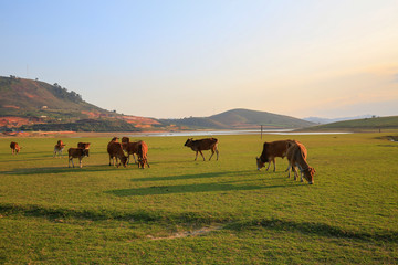 Cows grazing on a green summer field at sunny day