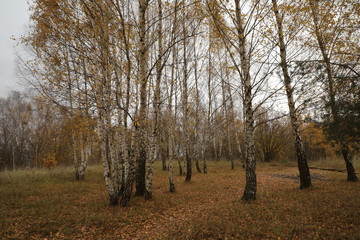 Beautiful autumn landscape, natural color.