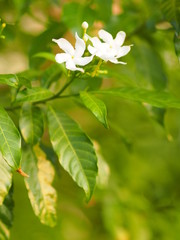 Closeup jasminoides Gerdenia Crape Jasmine  white flower beautiful in nature