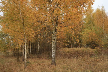 Beautiful autumn landscape, natural color.