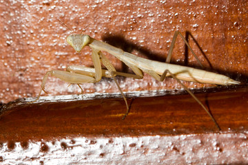 praying mantis just after changing