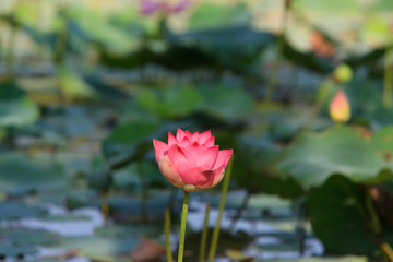 Lotus flower and Lotus flower plants