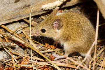 small field mouse at night