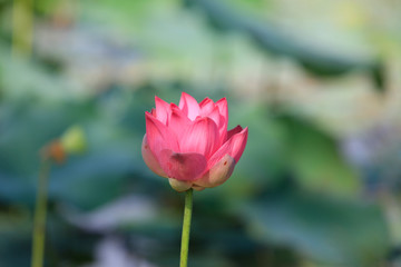 Lotus flower and Lotus flower plants