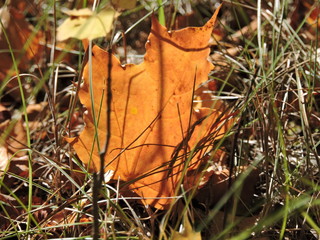 autumn leaves on the ground