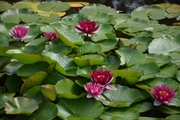 Water lilly, Nenuphar (Nymphaea Rosea)