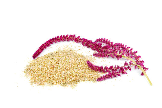Как выглядит амарантовый цвет Amaranth Seeds Изображения: просматривайте стоковые фотографии, векторные изобра