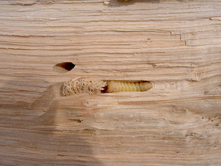 Larva of bark beetle in wood, in its corridor